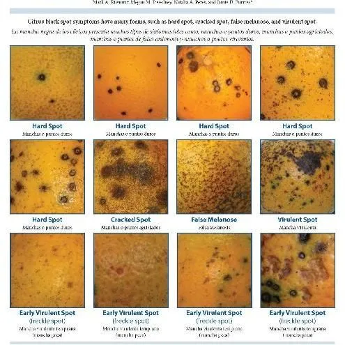 thumbnail for publication: Packinghouse Citrus Black Spot ID/Identificación de la Mancha Negra de los Cítricos en las Plantas de Procesamiento